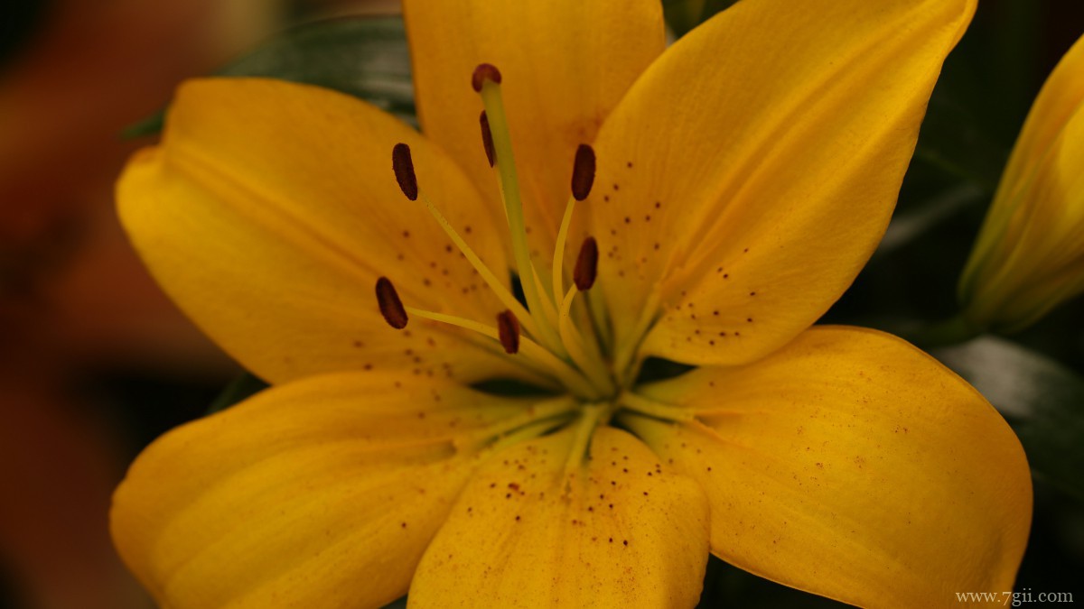 芬芳的百合花图片
