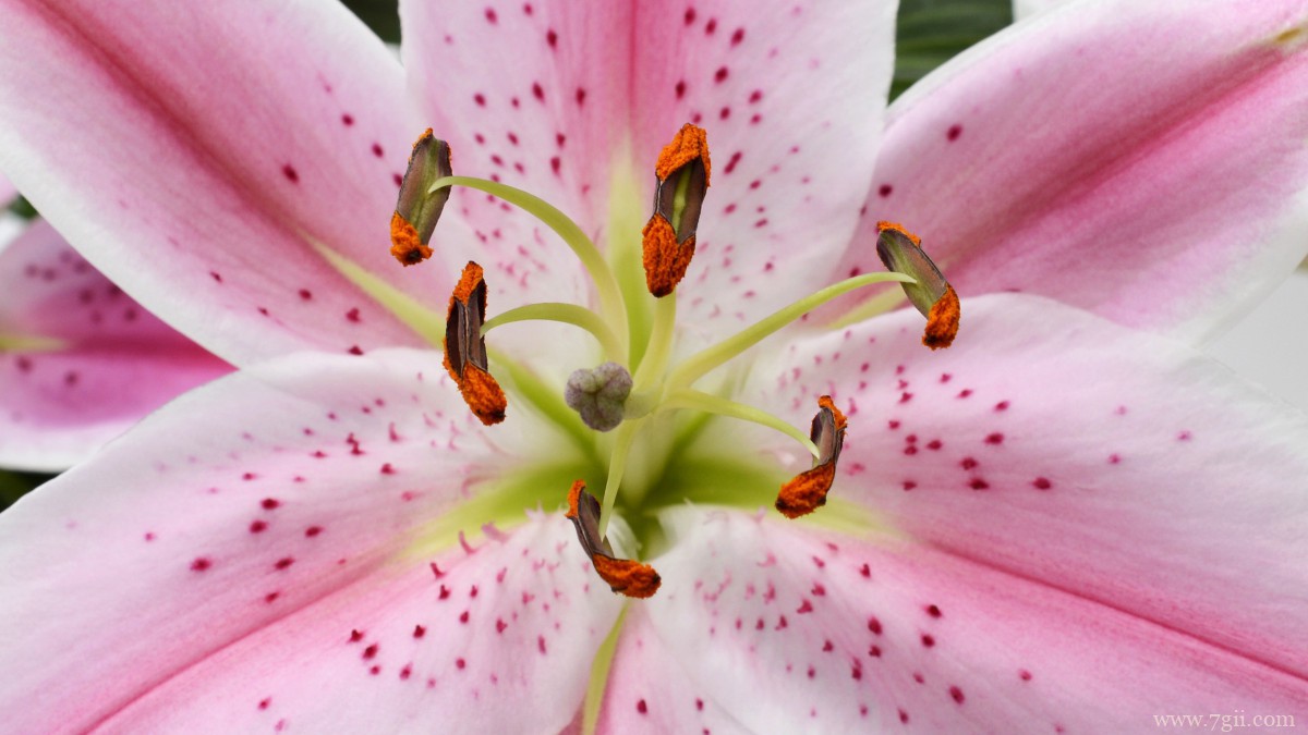 芬芳的百合花图片