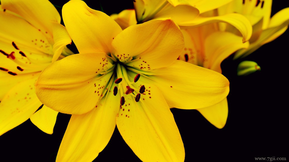 芬芳的百合花图片