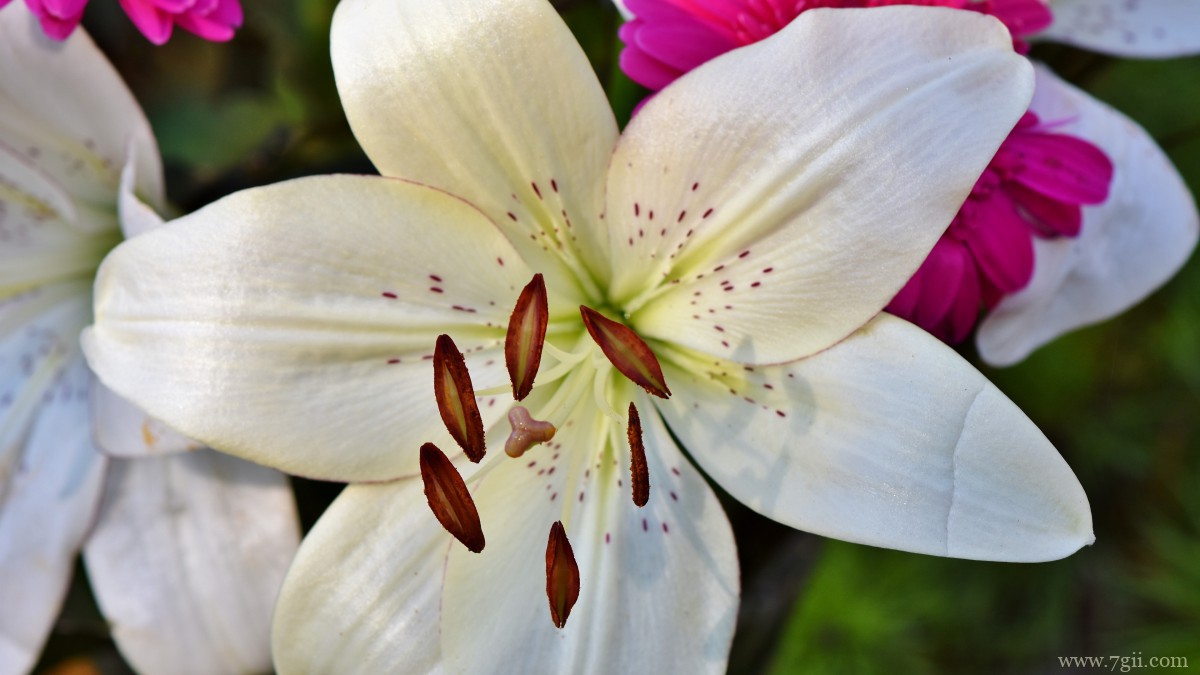 芬芳的百合花图片