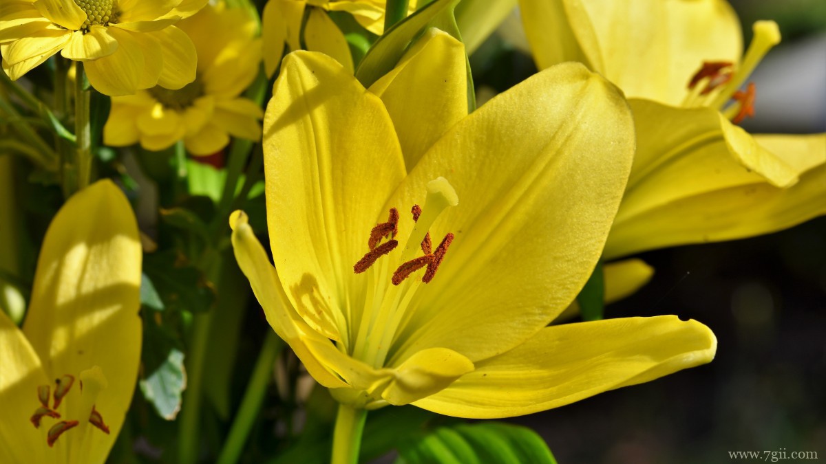 芬芳的百合花图片