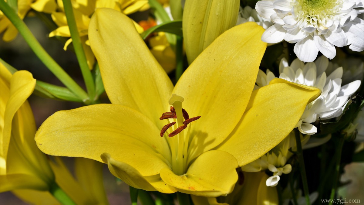 芬芳的百合花图片