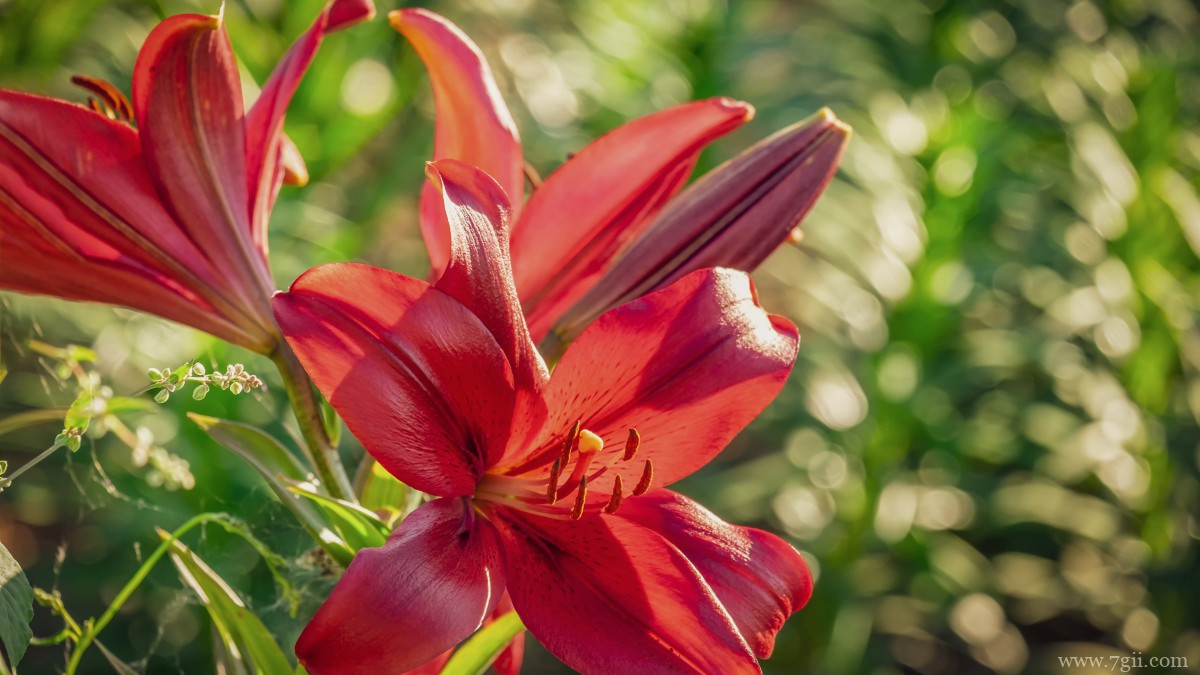 芬芳的百合花图片