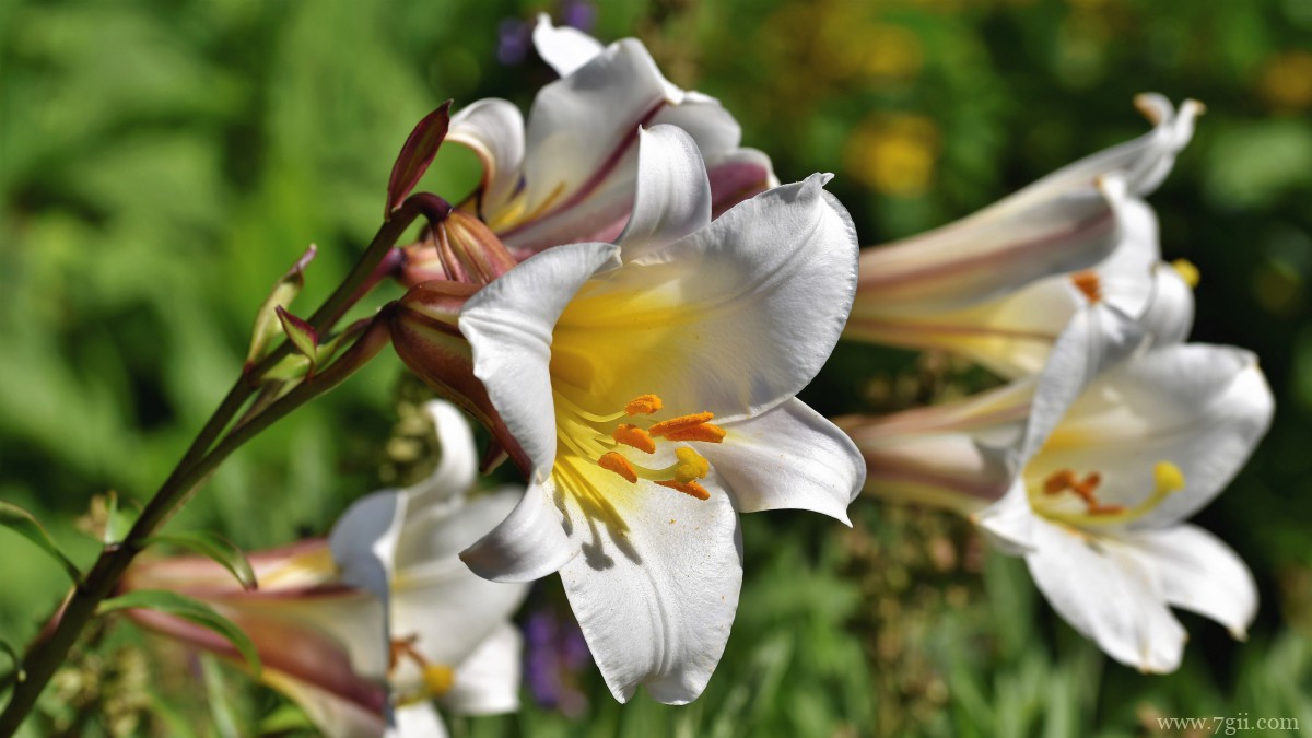 芬芳的百合花图片