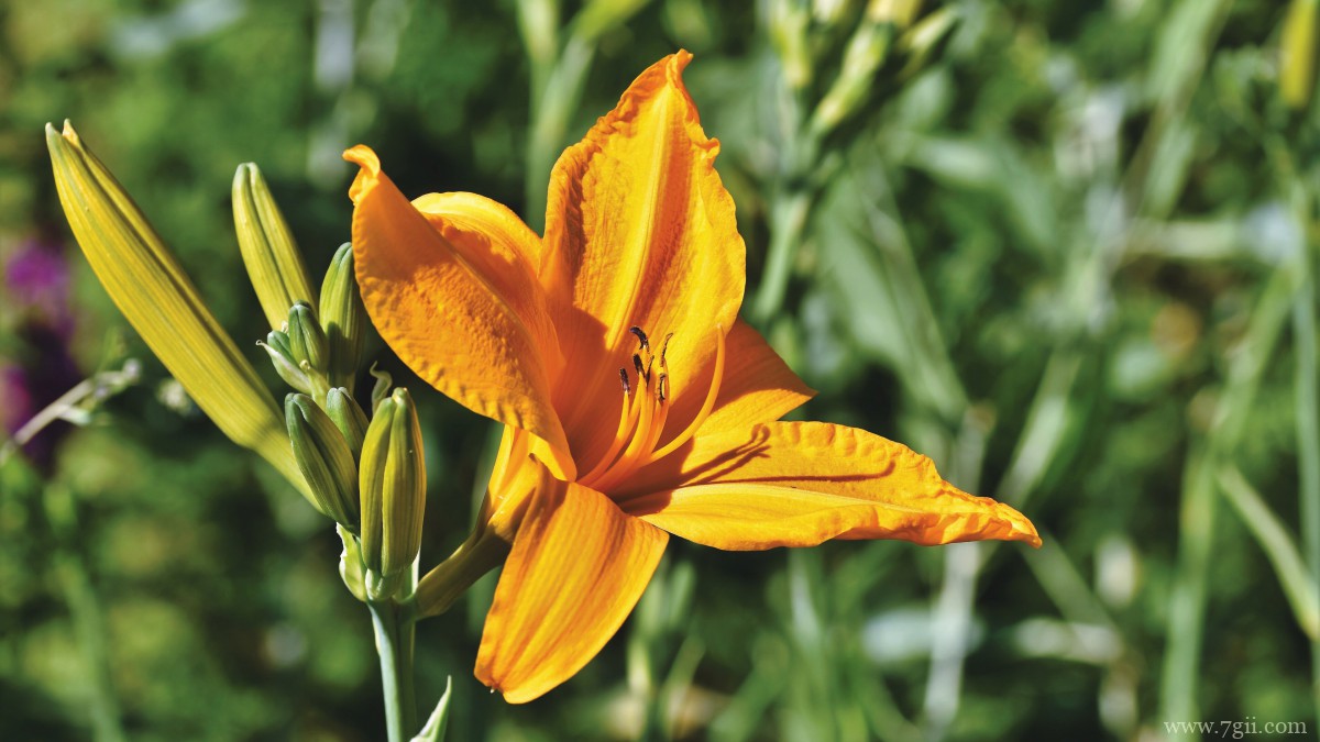 芬芳的百合花图片