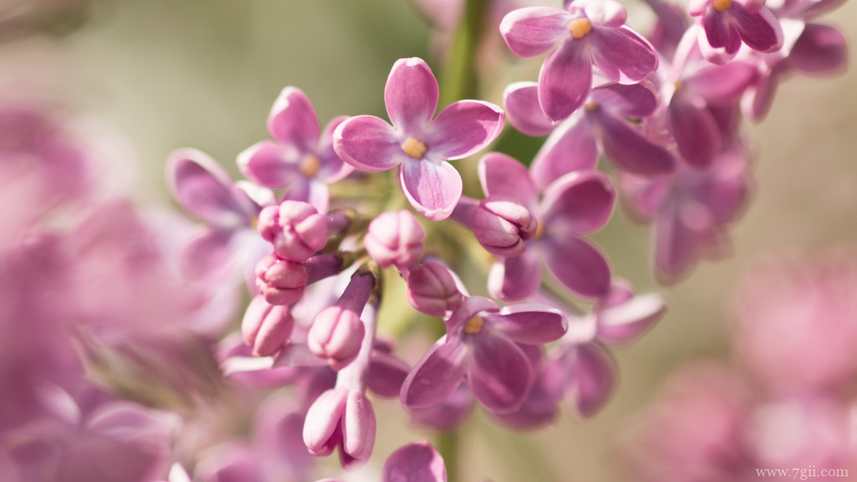 丛生紫丁香图片