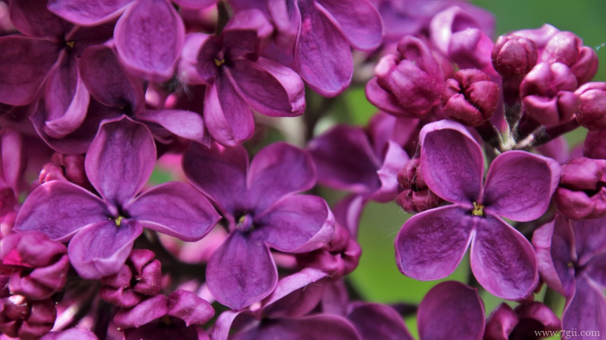 丛生紫丁香图片