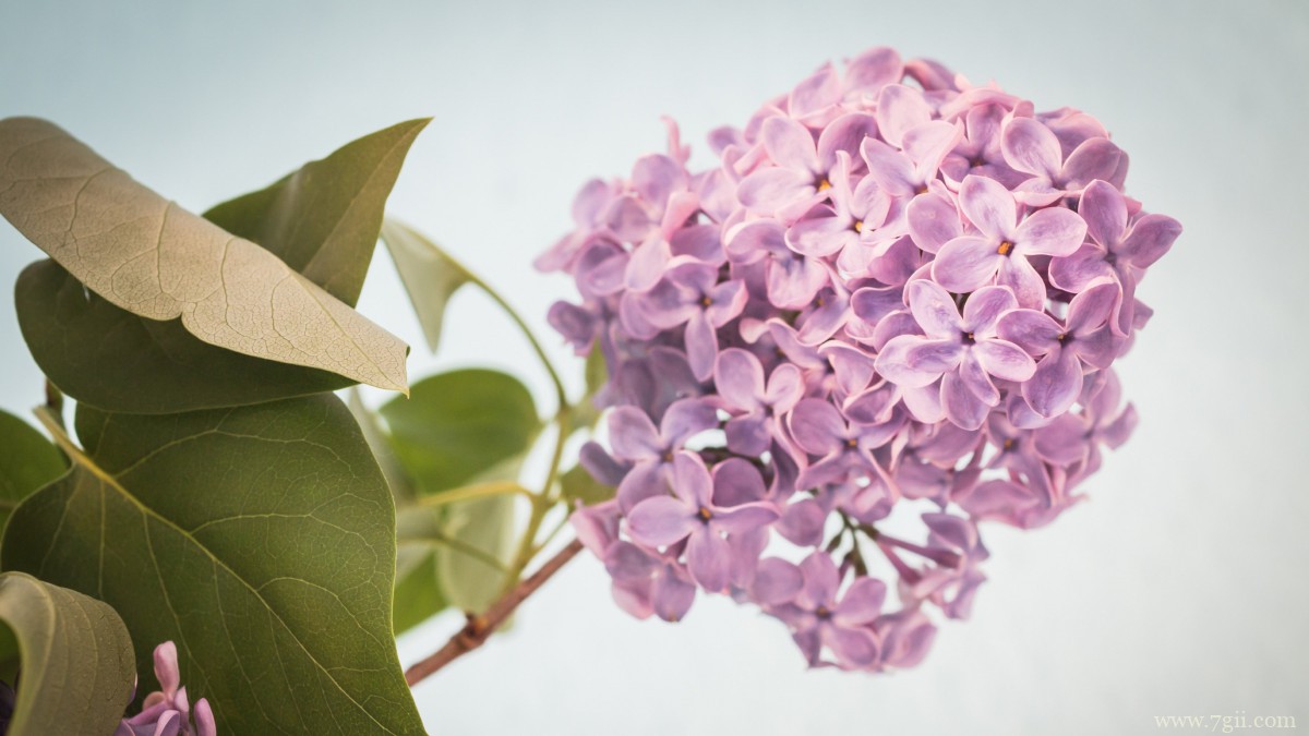 丛生紫丁香图片