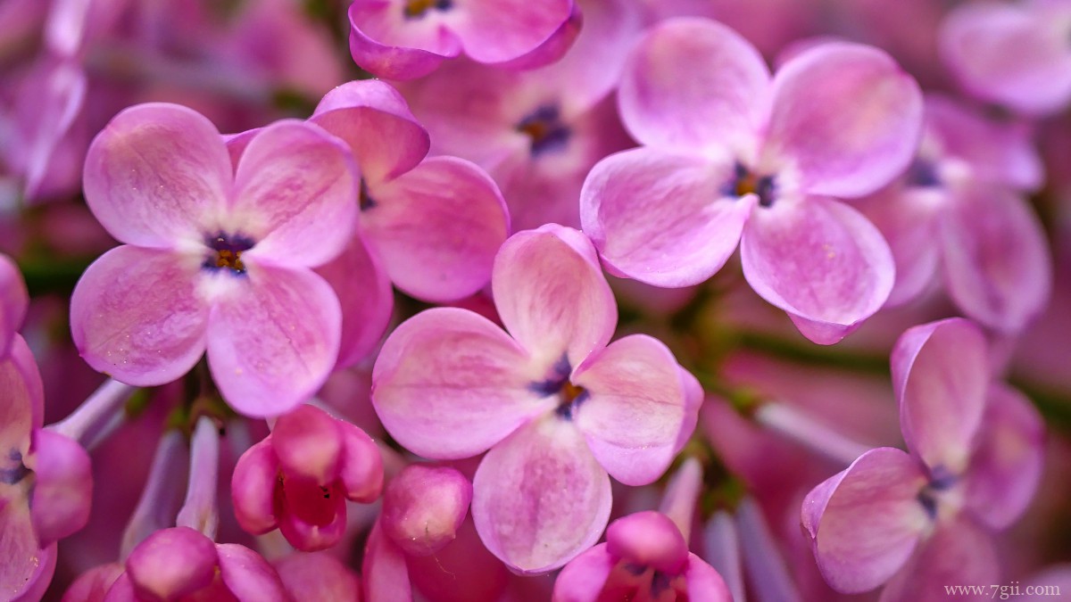 丛生紫丁香图片