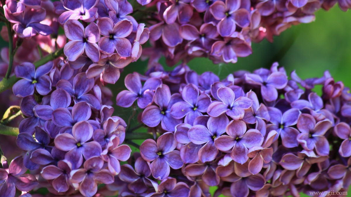丛生紫丁香图片