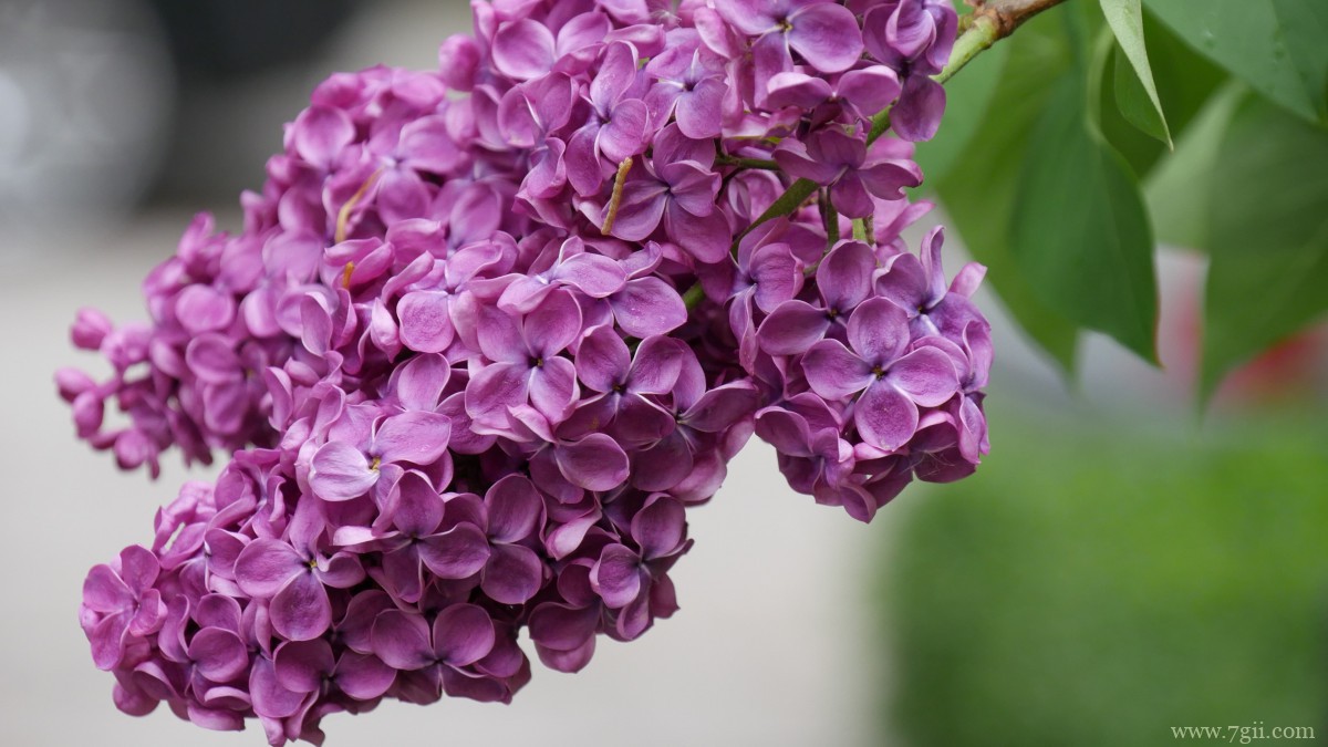 丛生紫丁香图片
