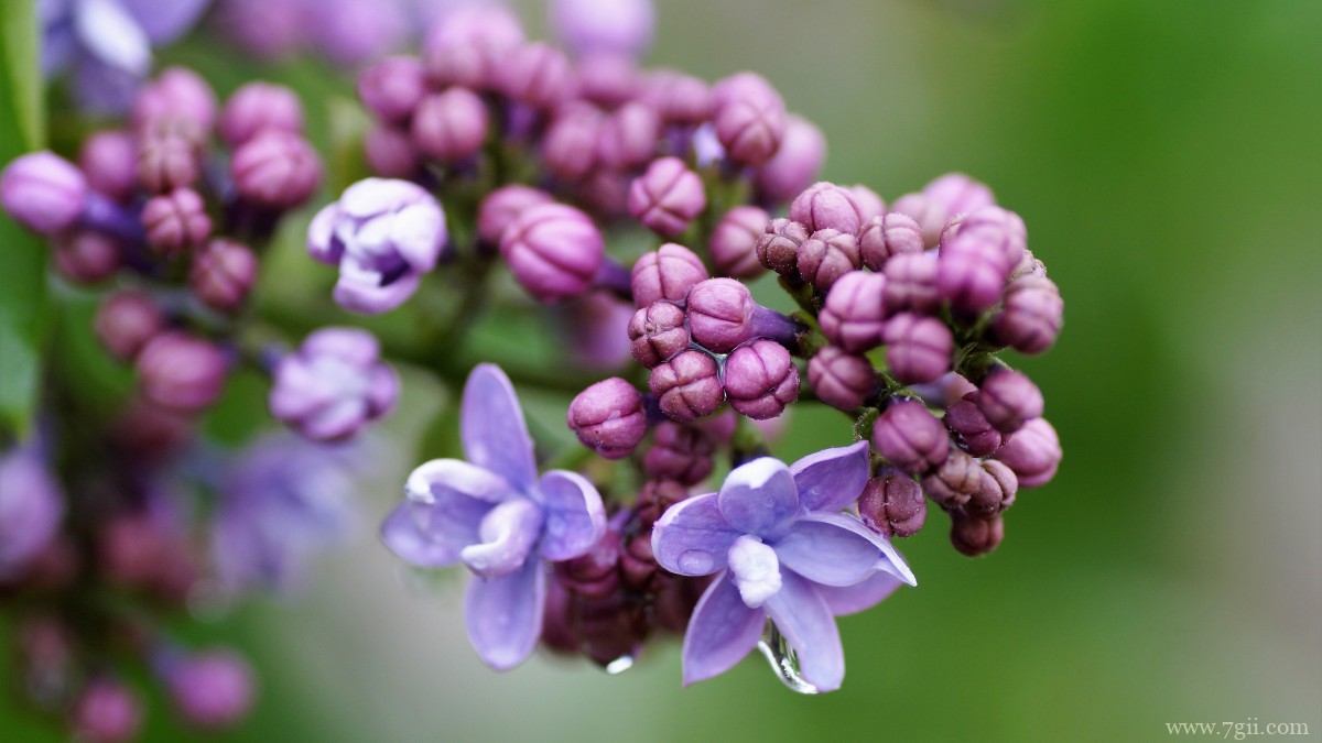 丛生紫丁香图片