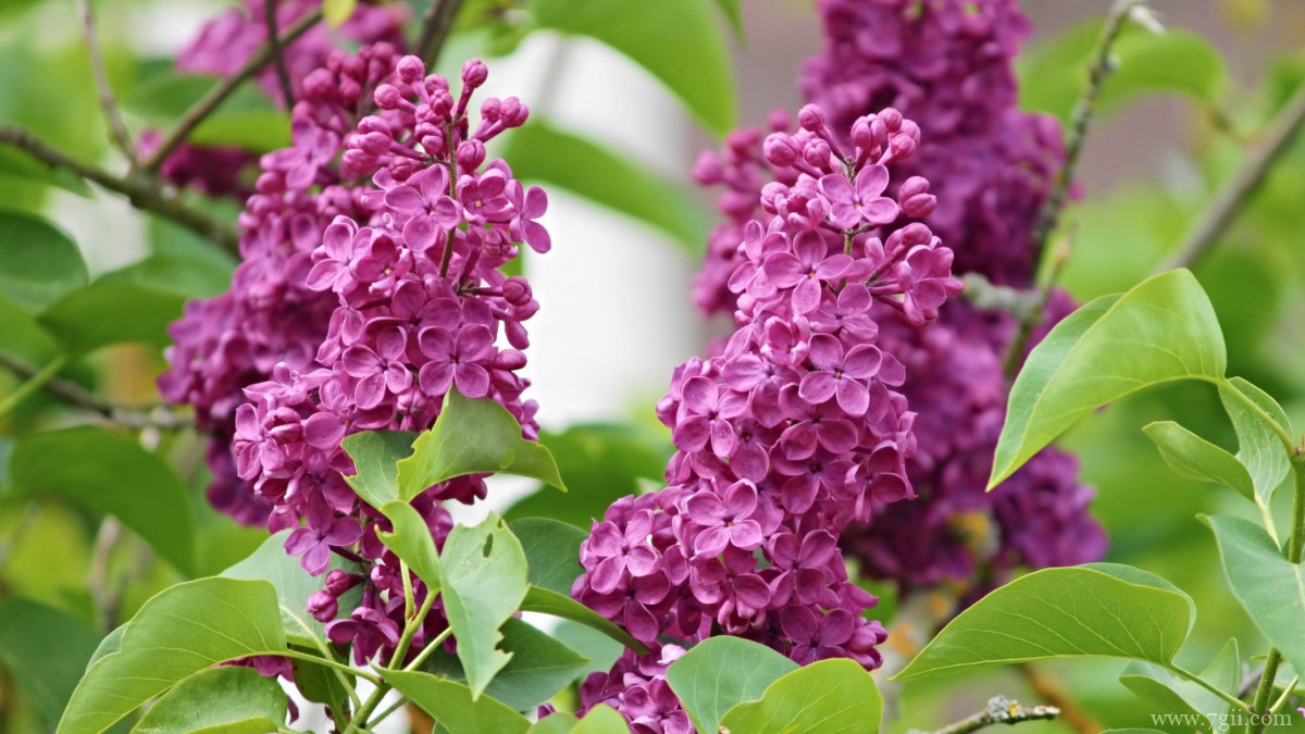 丛生紫丁香图片