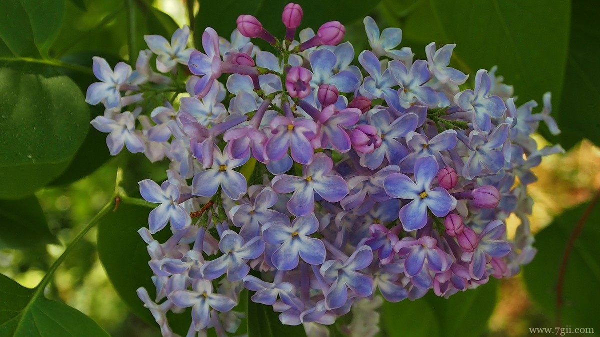 丛生紫丁香图片