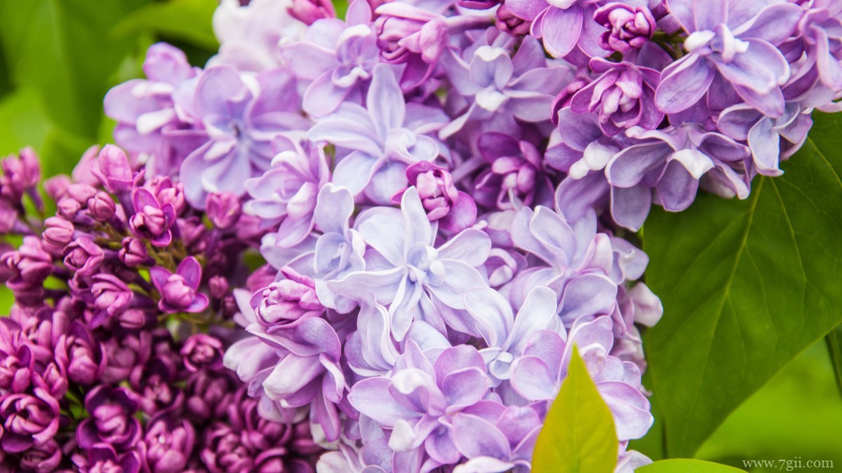 丛生紫丁香图片
