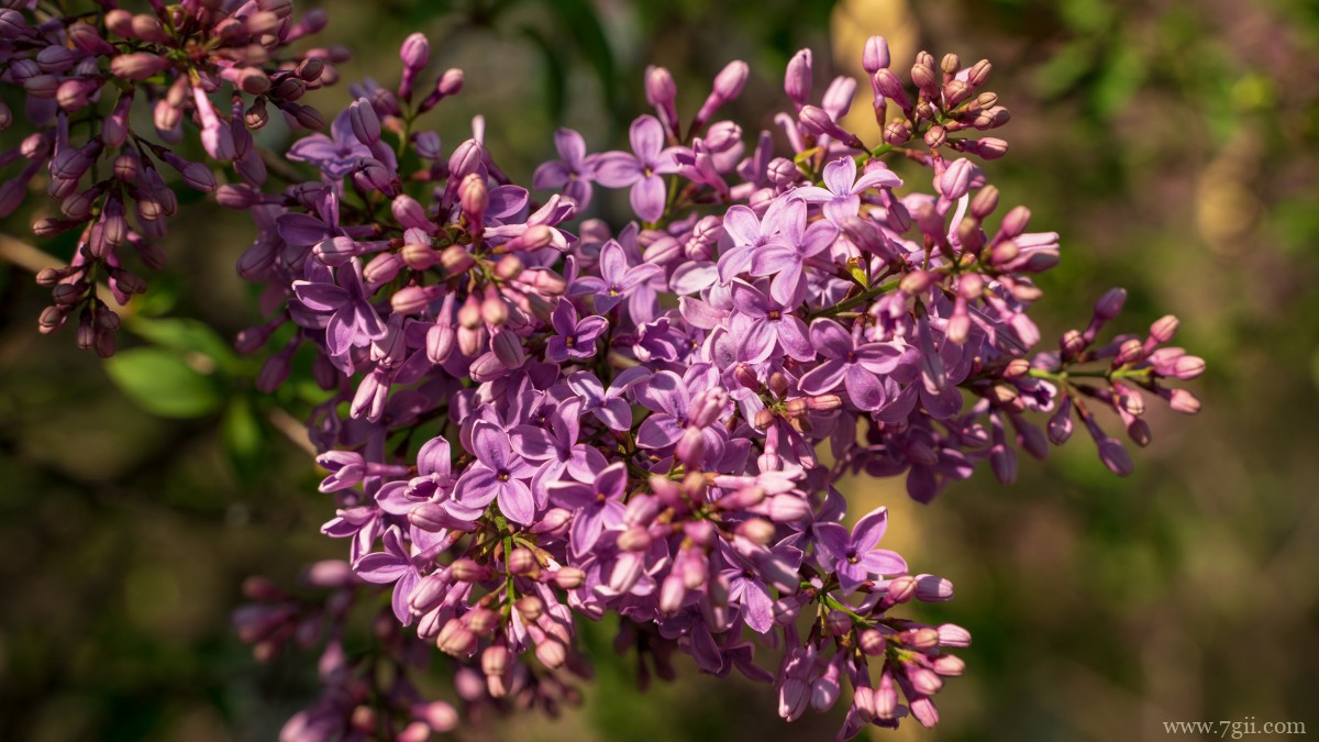 丛生紫丁香图片