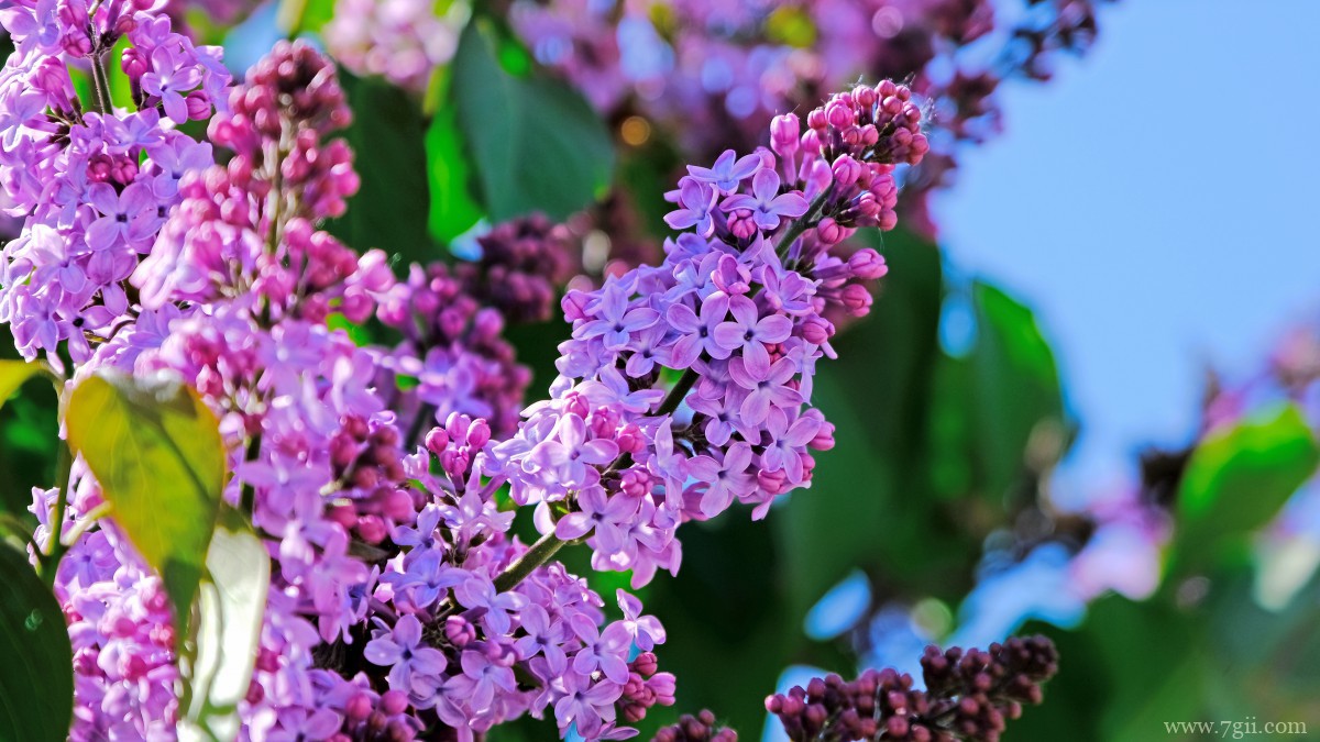 丛生紫丁香图片