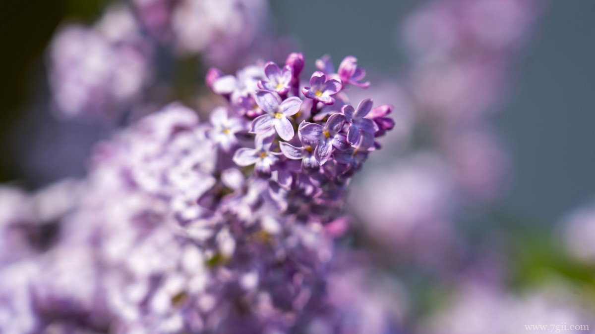 丛生紫丁香图片