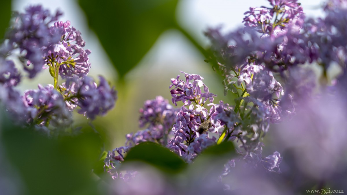 丛生紫丁香图片
