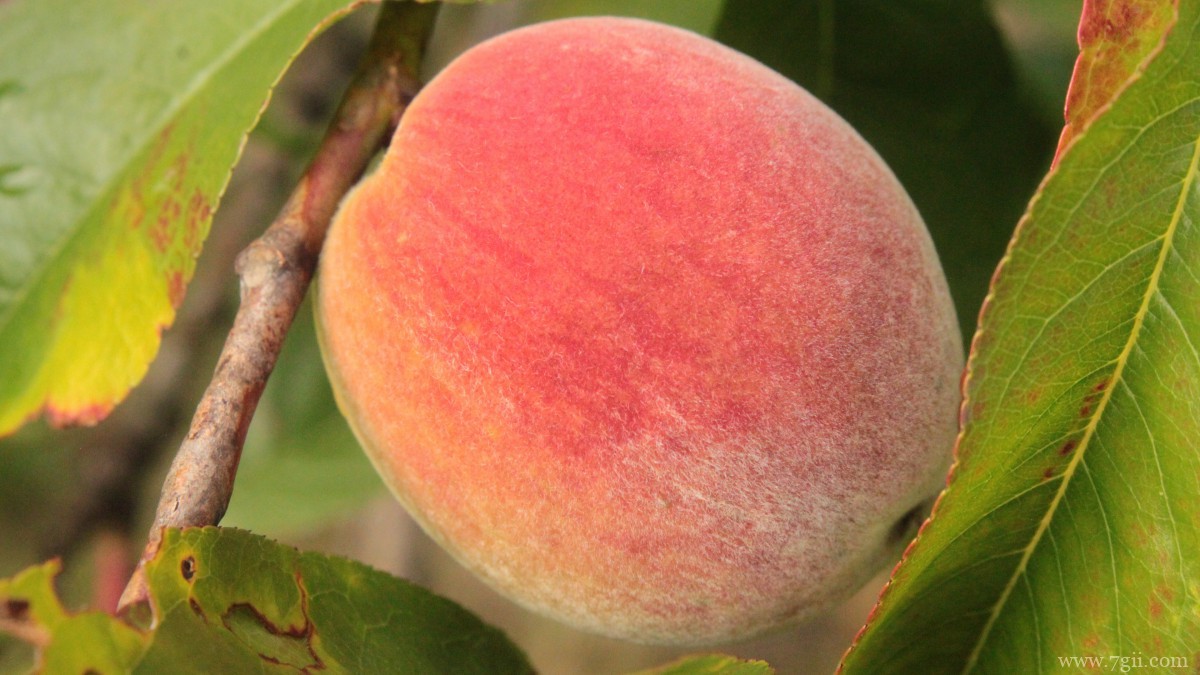 水果水蜜桃图片