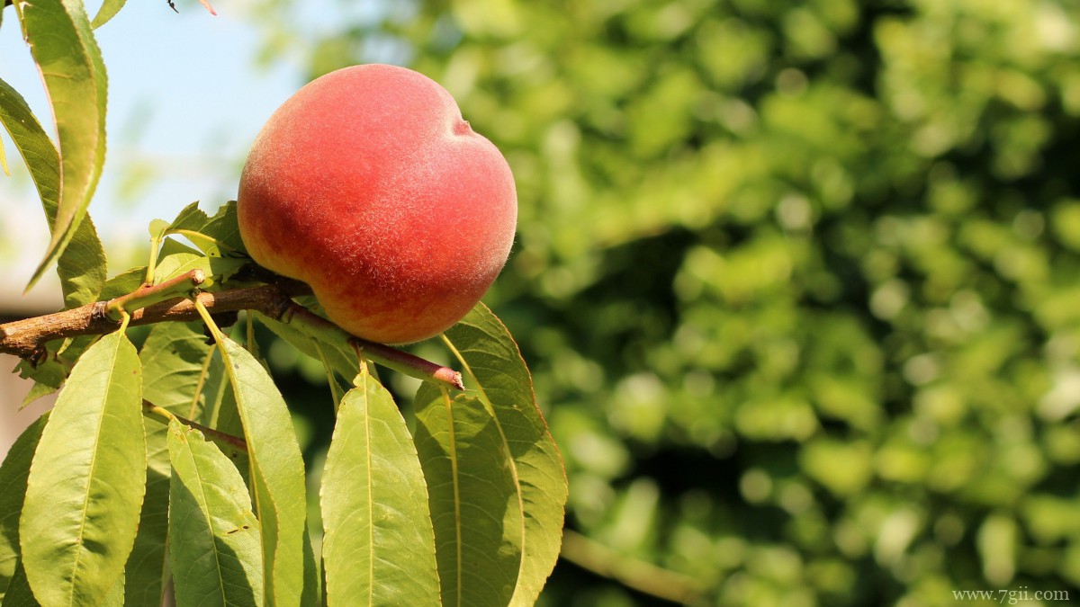 水果水蜜桃图片