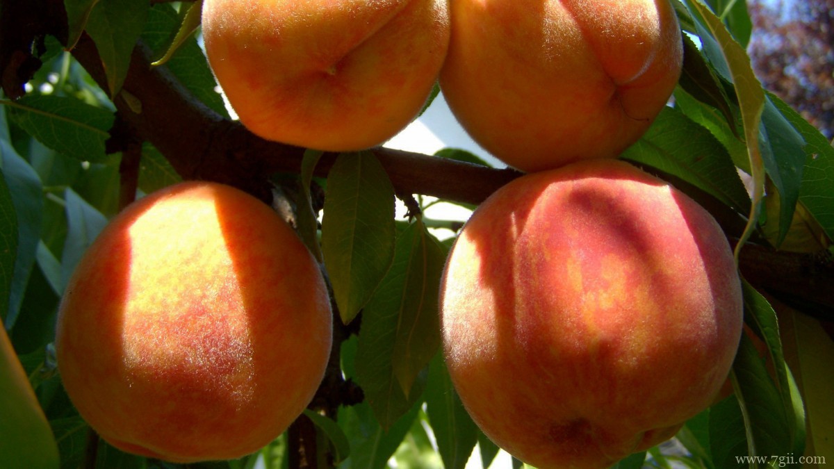 水果水蜜桃图片