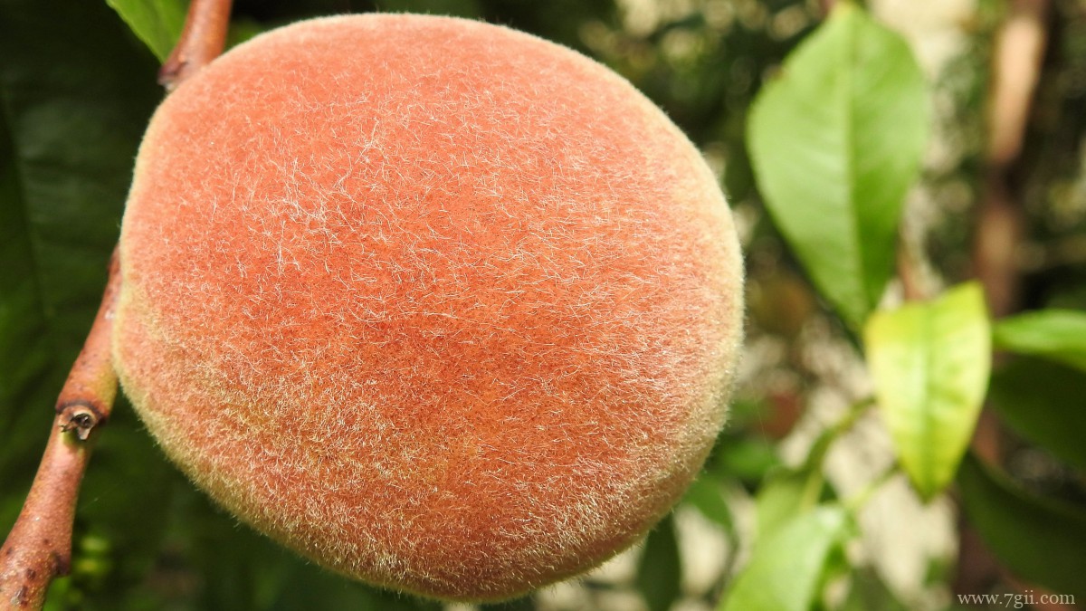 水果水蜜桃图片