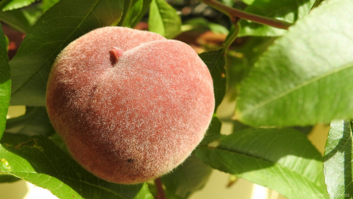 水果水蜜桃图片