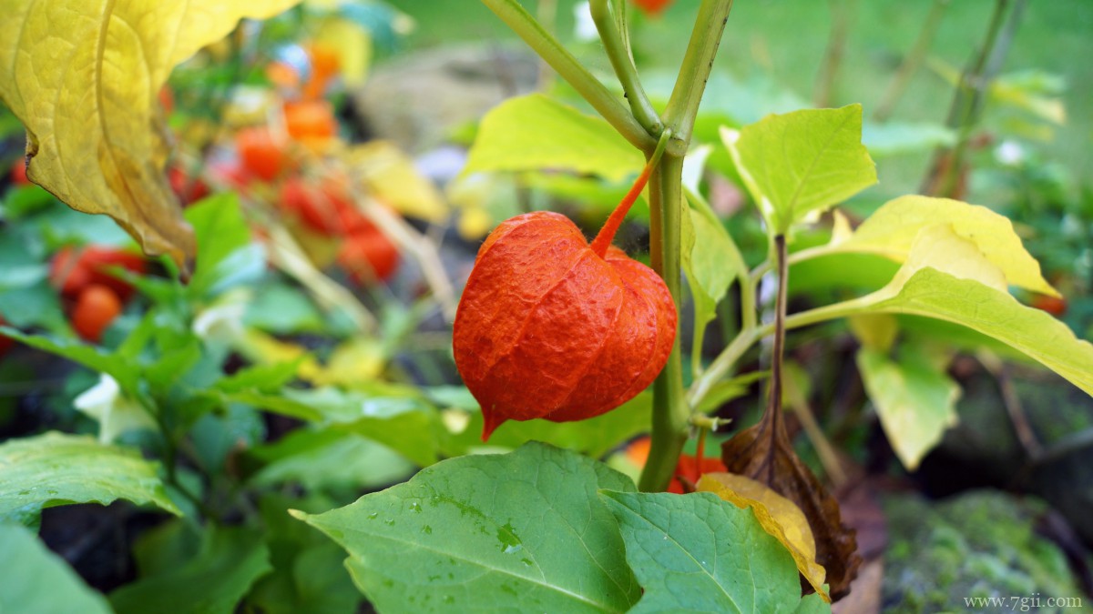 红色酸浆图片大全