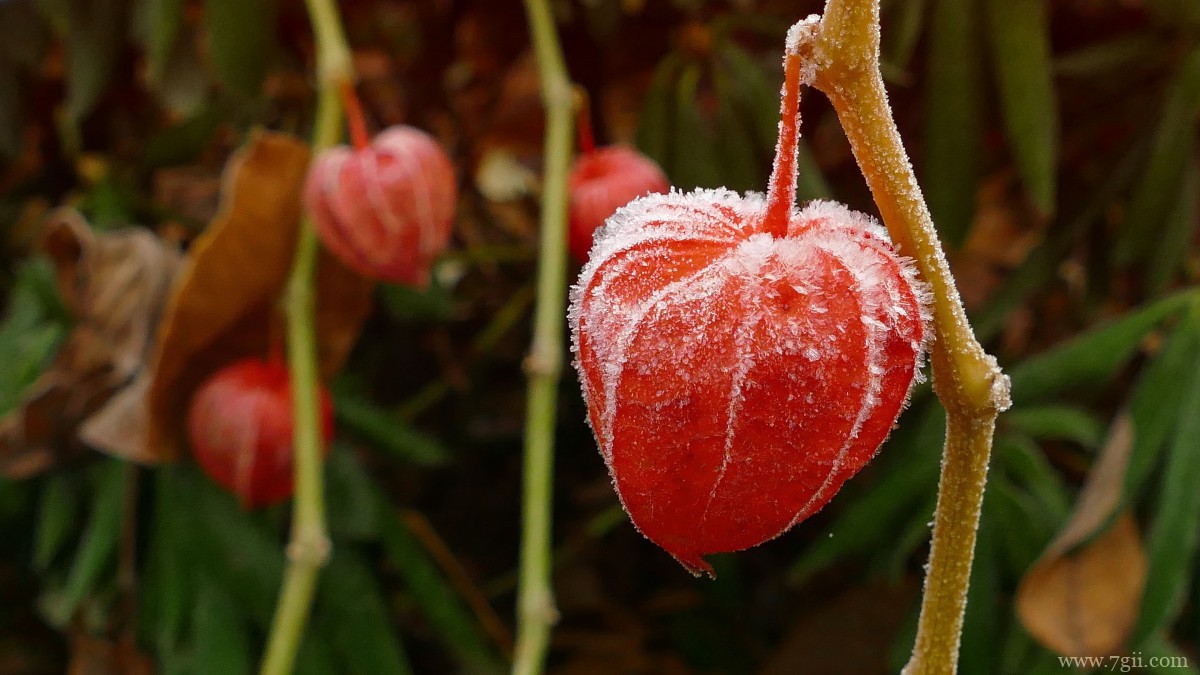 红色酸浆图片大全