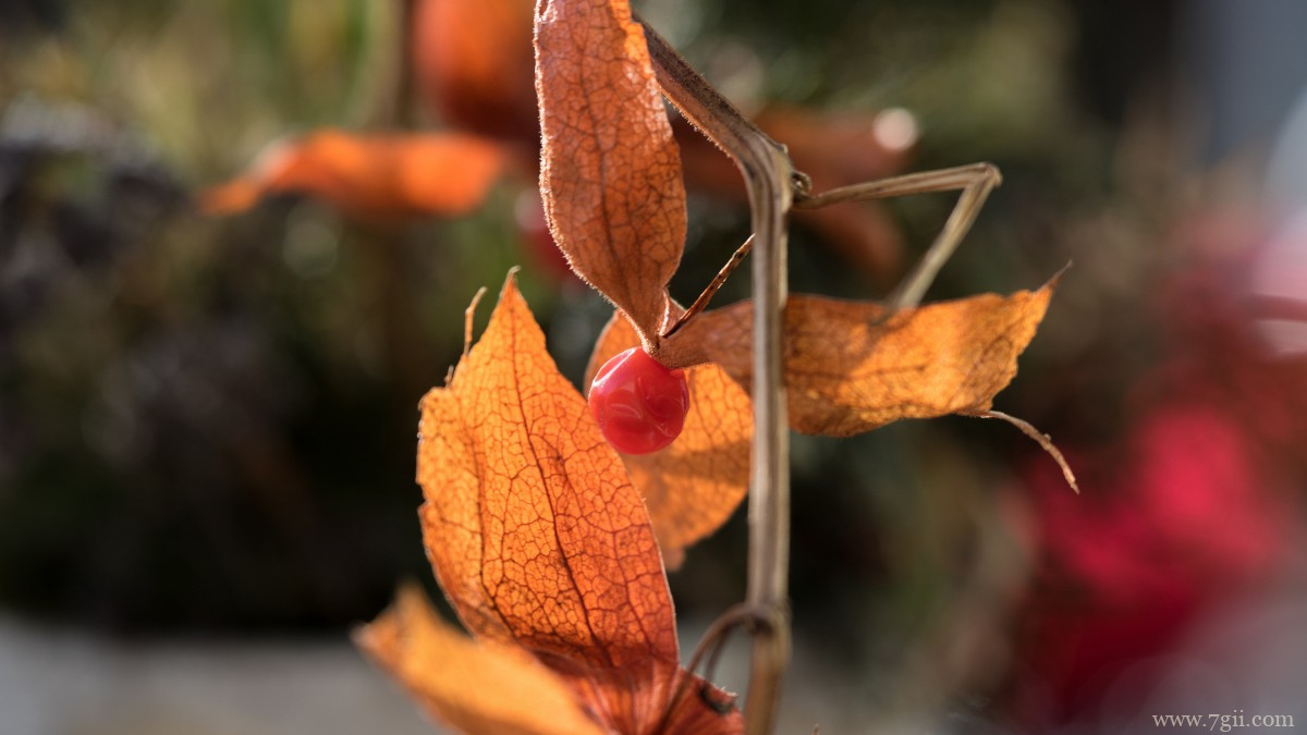 红色酸浆图片大全