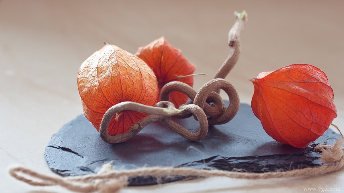 红色酸浆图片大全