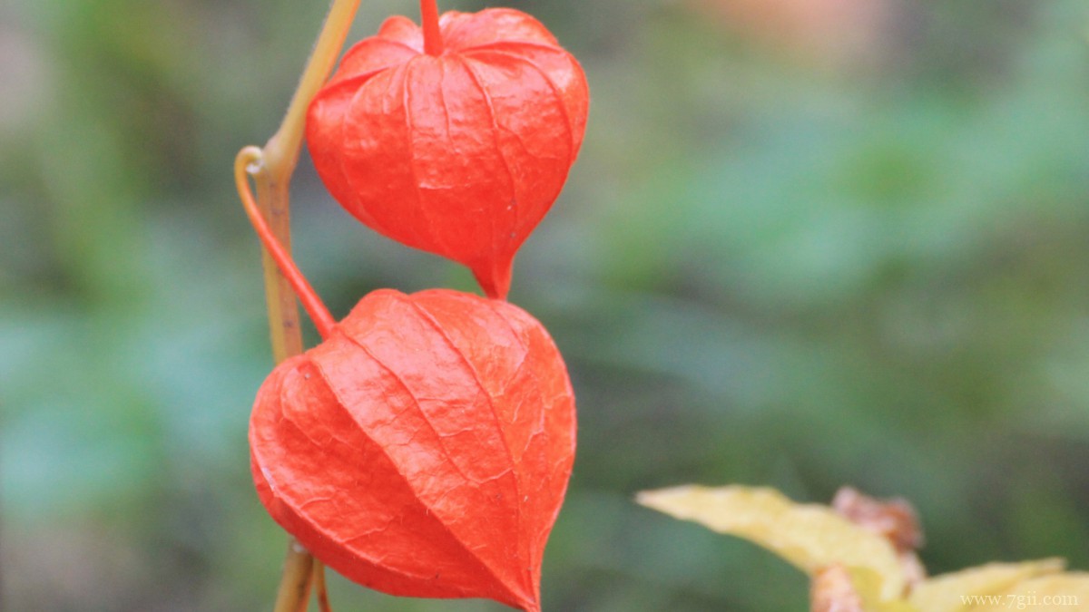 红色酸浆图片大全