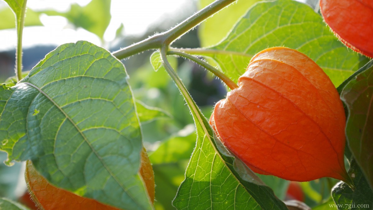 红色酸浆图片大全
