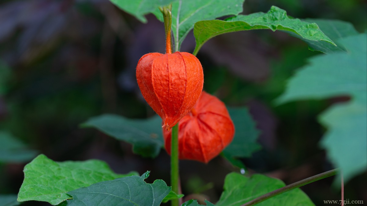 红色酸浆图片大全