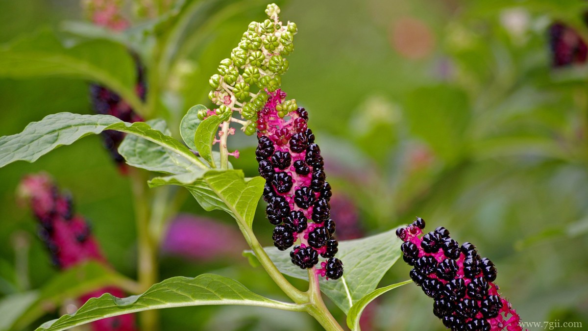 植物商陆图片大全