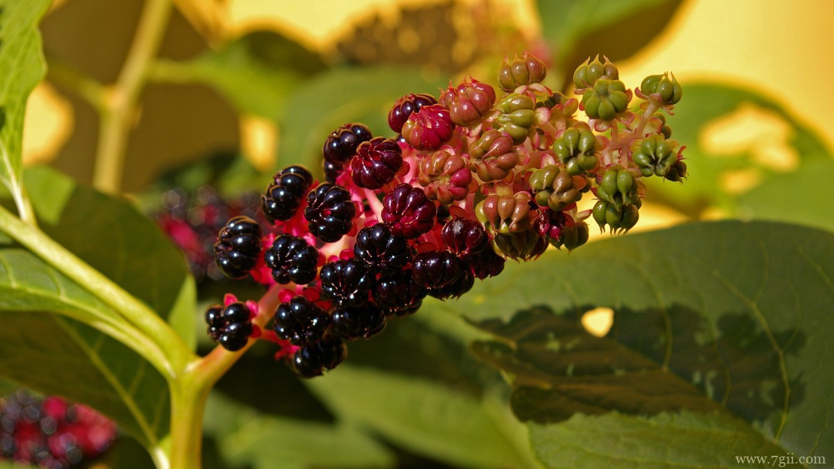 植物商陆图片大全
