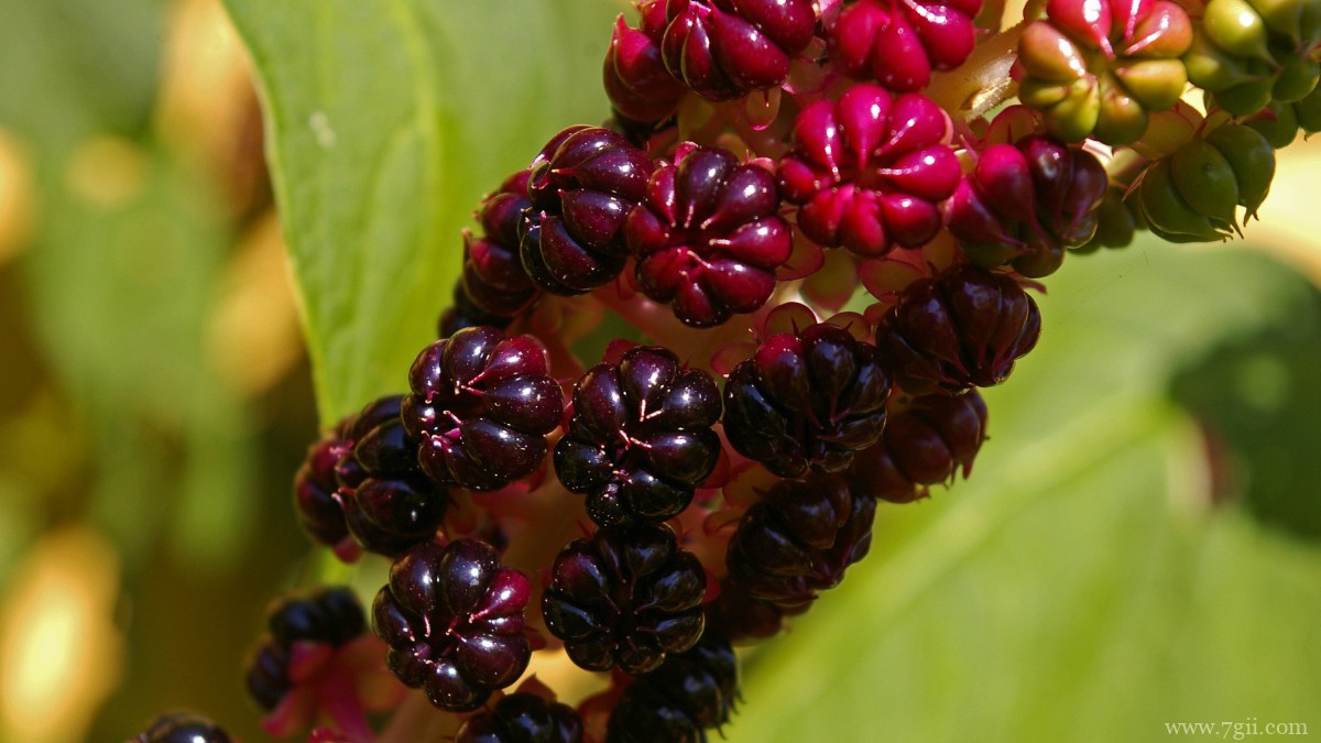 植物商陆图片大全