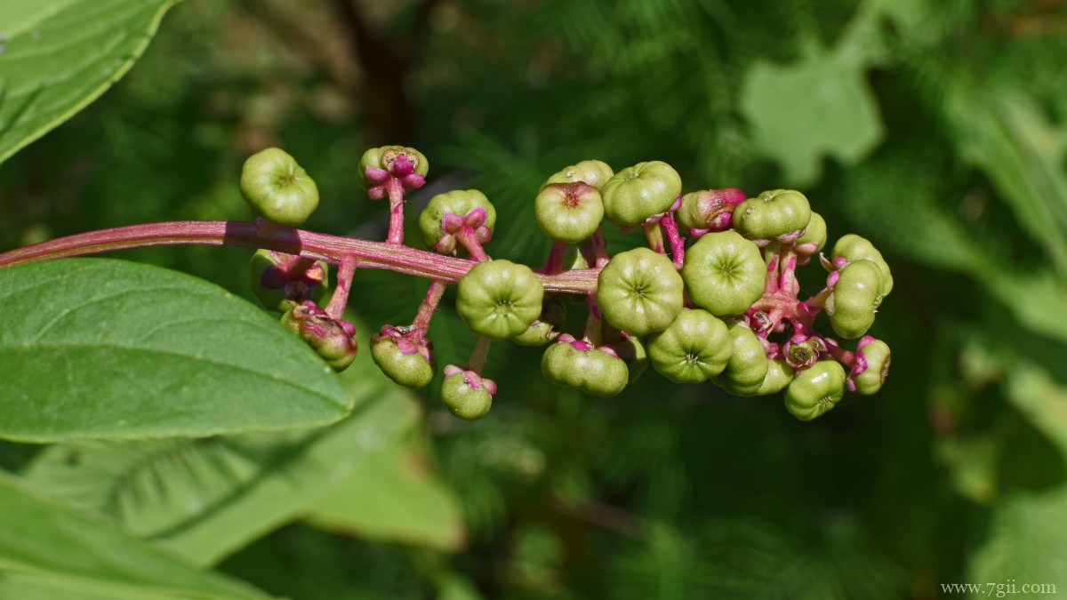 植物商陆图片大全