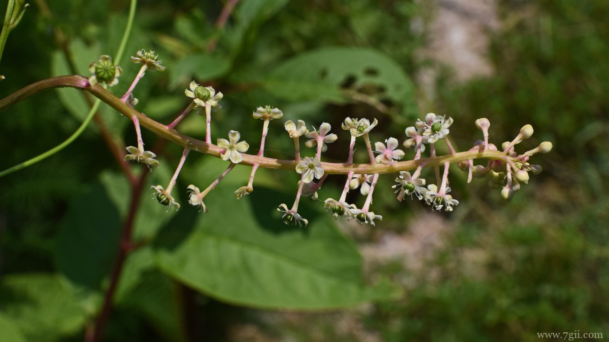 植物商陆图片大全