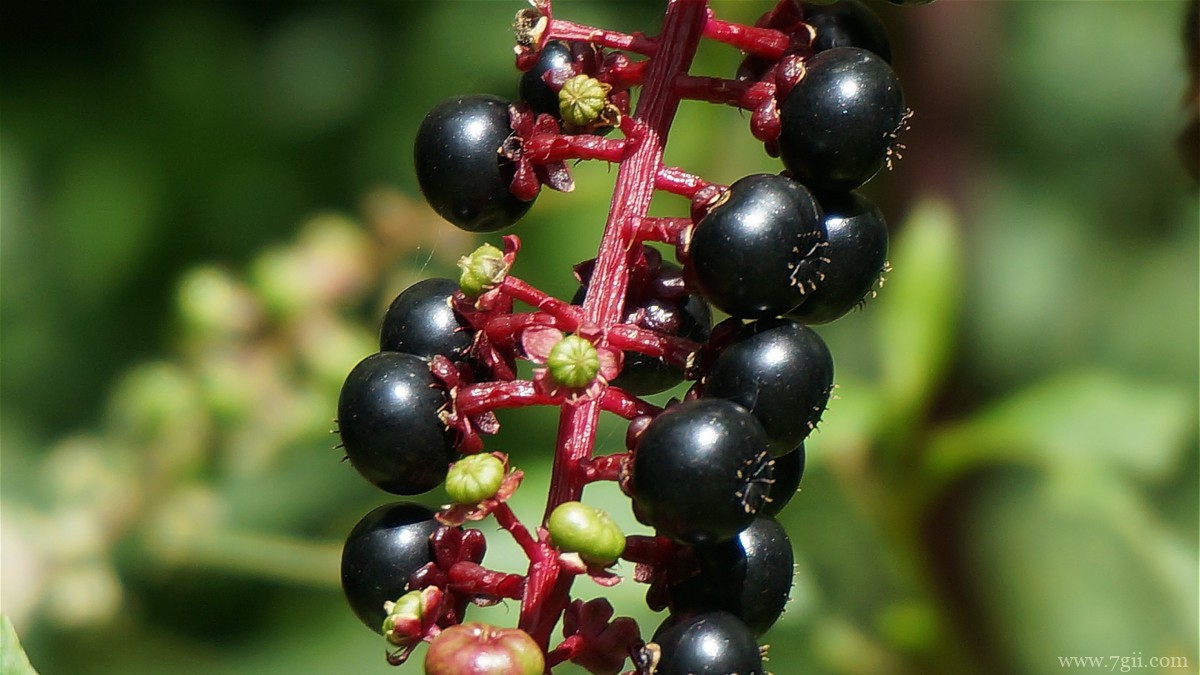 植物商陆图片大全
