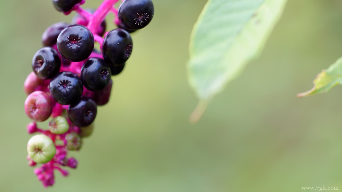 植物商陆图片大全