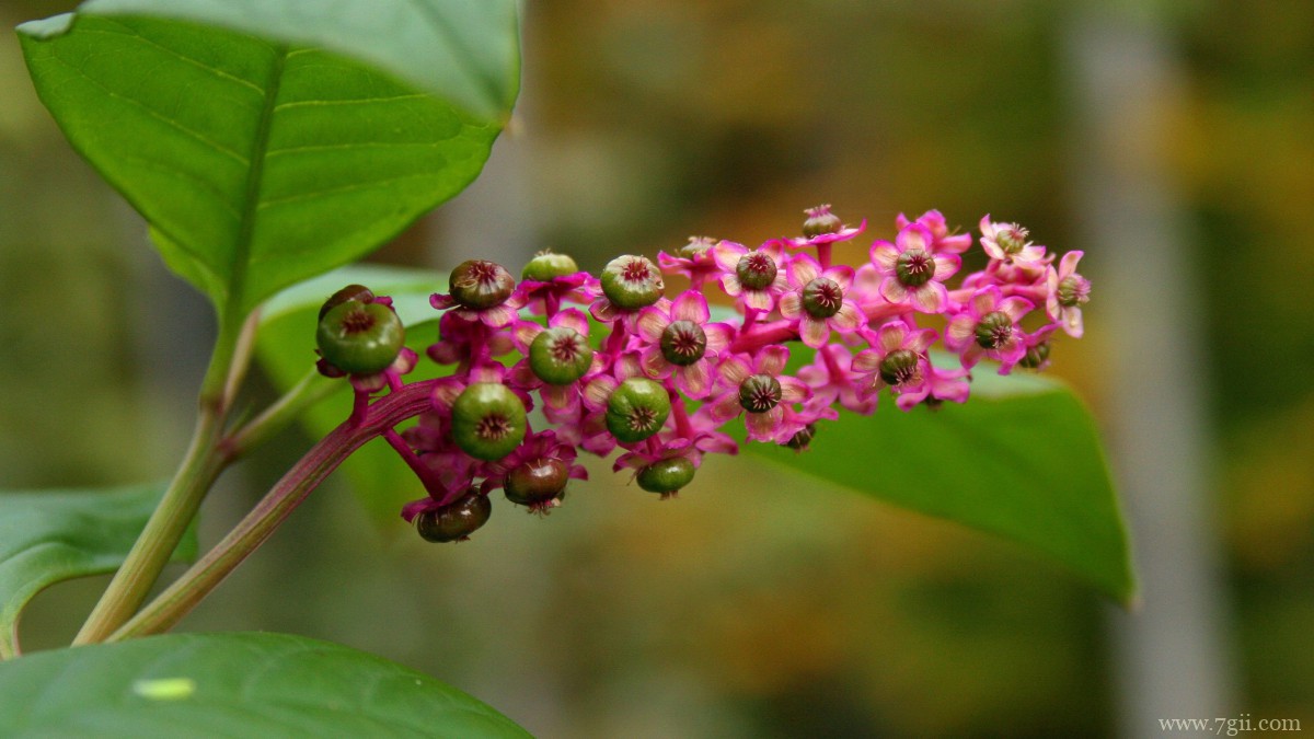 植物商陆图片大全