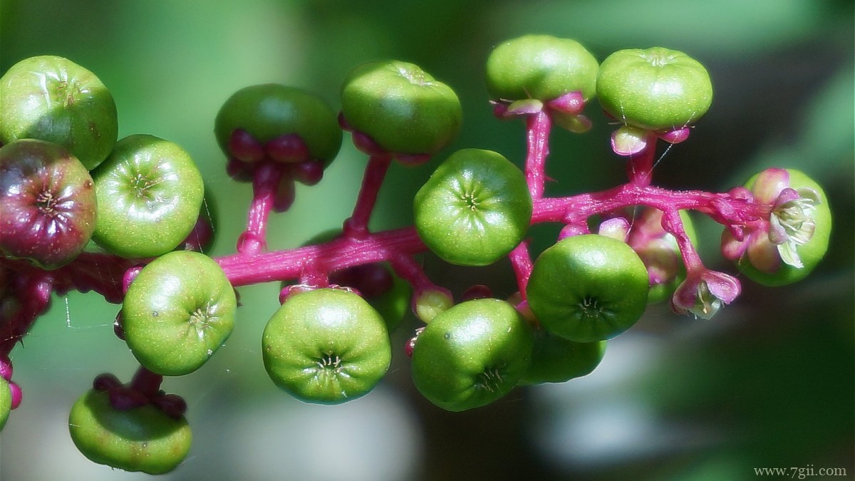 植物商陆图片大全