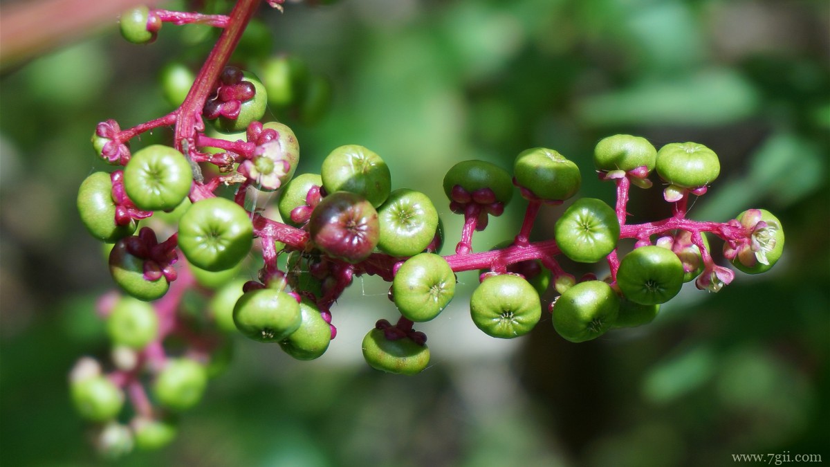 植物商陆图片大全
