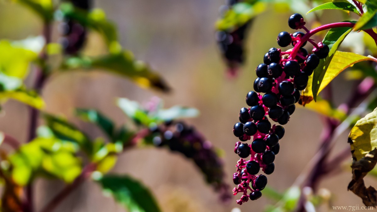 植物商陆图片大全