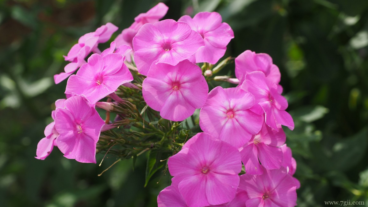 丛生福禄考花图片