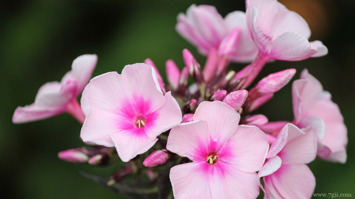 丛生福禄考花图片