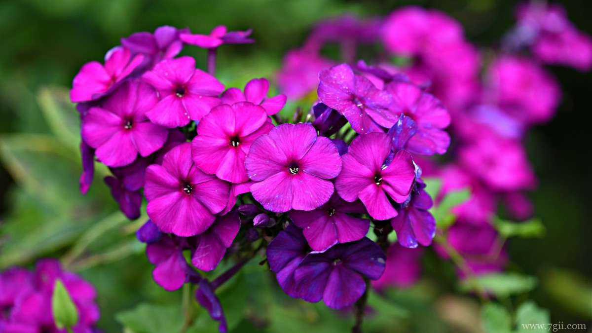 丛生福禄考花图片