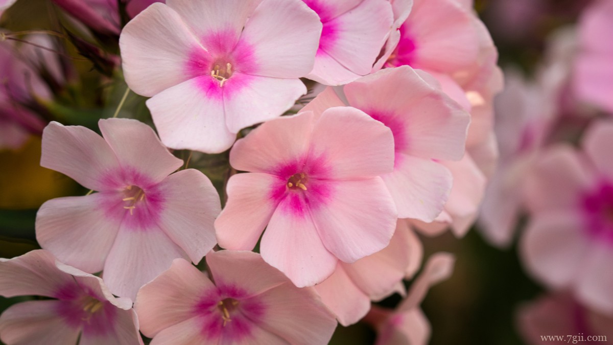 丛生福禄考花图片